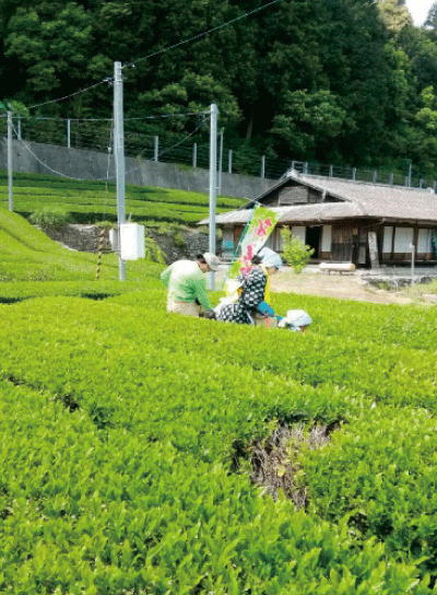 川根茶体験メニュー