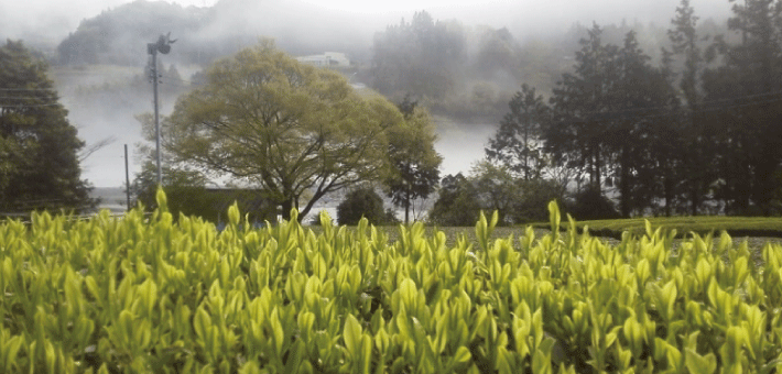 川根茶のがんばる農家