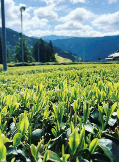 川根茶のがんばる農家